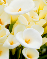 Без бренда «Белые каллы» в Рязани