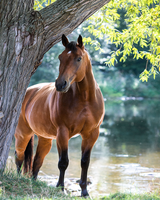 Без бренда «Лошадь у дерева» в Рязани