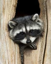 Без бренда «Енот в дупле» в Рязани