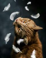 Без бренда «Кот среди перышек» в Рязани