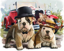 Два английских бульдога 