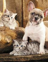 Без бренда «Милый щенок французского бульдога и два котёнка» в Рязани в интернет-магазине  Без бренда «Милый щенок французского бульдога и два котёнка» в Рязани