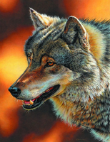 Без бренда «Взрослый серый волк» в Рязани в интернет-магазине  Без бренда «Взрослый серый волк» в Рязани