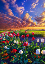 Без бренда «Поле тюльпанов под облачным небом» в Рязани